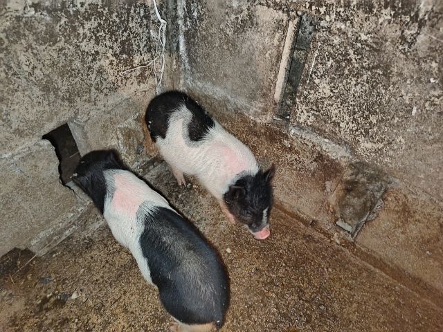 ลูกหมูแคระผู้เมีย