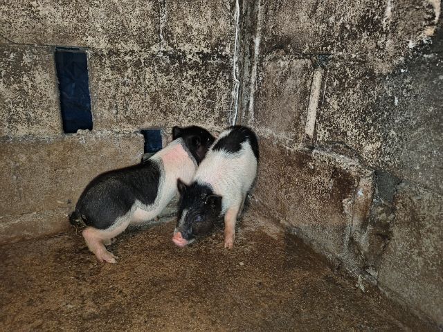 ลูกหมูแคระผู้เมีย รูปที่ 5