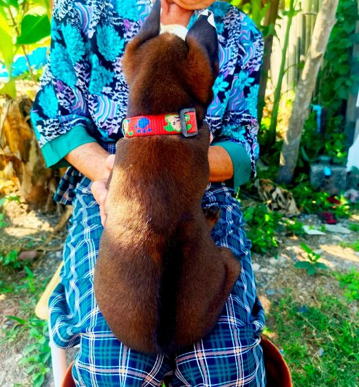 ลูกสุนัขพันธุ์ไทยหลังอาน รูปที่ 5