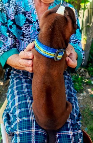 ลูกสุนัขพันธุ์ไทยหลังอาน รูปที่ 2