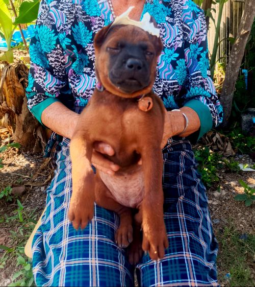 ลูกสุนัขพันธุ์ไทยหลังอาน รูปที่ 4