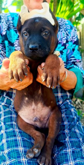 ลูกสุนัขพันธุ์ไทยหลังอาน รูปที่ 6