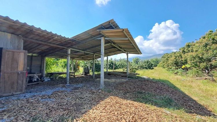 ไม่ใช่ ขายสวนลำไยเชิงดอย เจ้าของขายเอง อ.จอมทอง จ.เชียงใหม่ รูปที่ 3