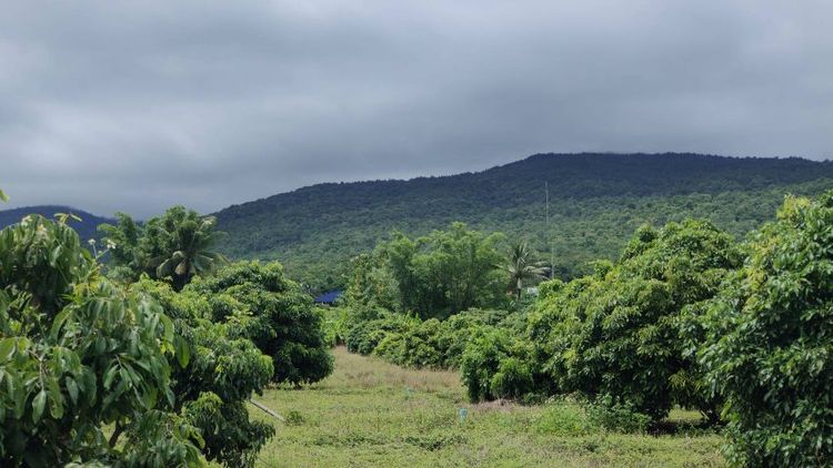 ขายสวนลำไยเชิงดอย เจ้าของขายเอง อ.จอมทอง จ.เชียงใหม่