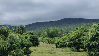 ขายสวนลำไยเชิงดอย เจ้าของขายเอง อ.จอมทอง จ.เชียงใหม่