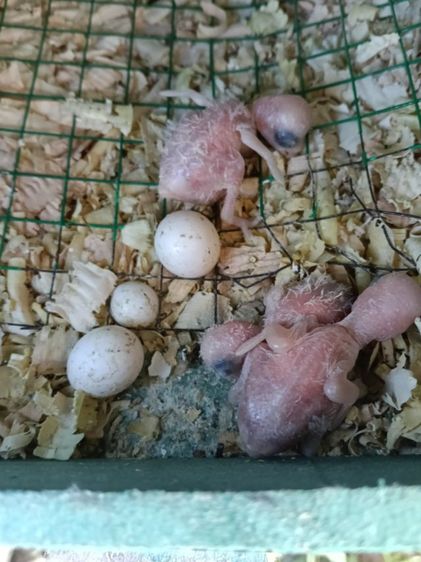 ฟอพัส เพิ่งคลอด