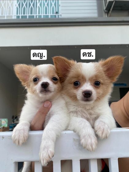 น้องหมาชิวาว่า 