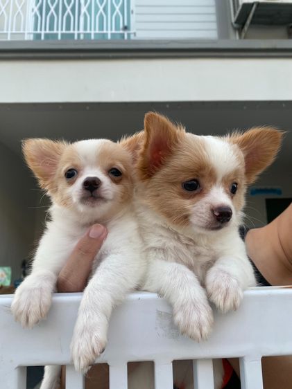 น้องหมาชิวาว่า  รูปที่ 2