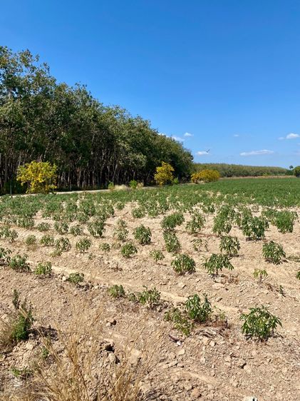 ใช่ ที่ดินสวย ใกล้หาดสวนสน ระยอง รูปที่ 3