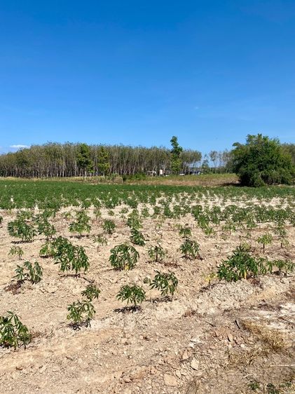 ใช่ ที่ดินสวย ใกล้หาดสวนสน ระยอง รูปที่ 2