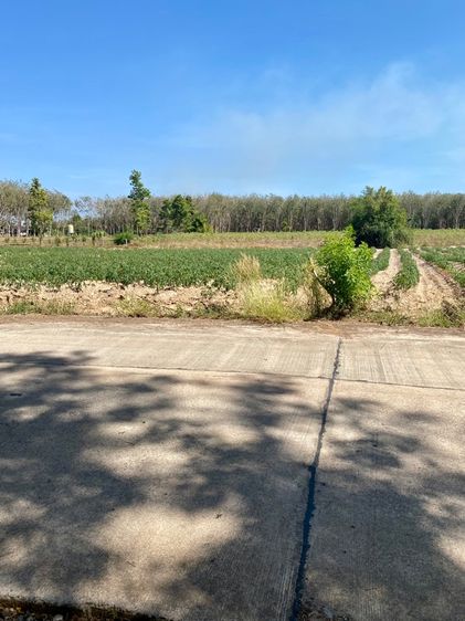 ใช่ ที่ดินสวย ใกล้หาดสวนสน ระยอง รูปที่ 4