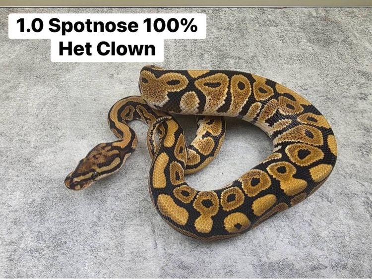 งูบอลไพธอน รูปที่ 5