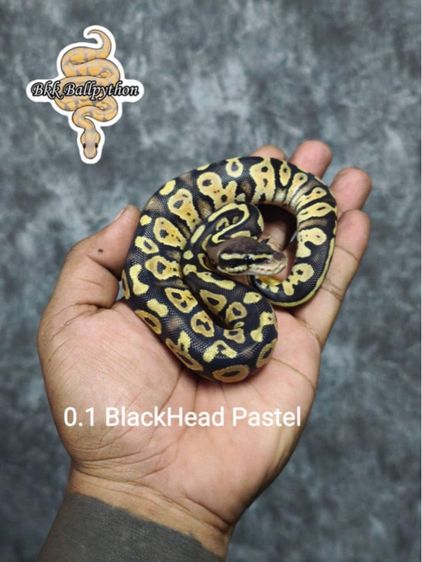 งูบอลไพธอน