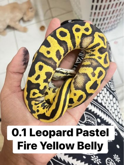 งูบอลไพธอน รูปที่ 2