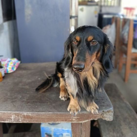 เปิดรับผสมดัชชุนขนยาว ไซส์มินิ รูปที่ 5