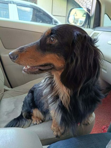 เปิดรับผสมดัชชุนขนยาว ไซส์มินิ รูปที่ 3