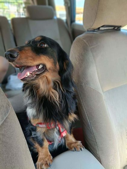 เปิดรับผสมดัชชุนขนยาว ไซส์มินิ