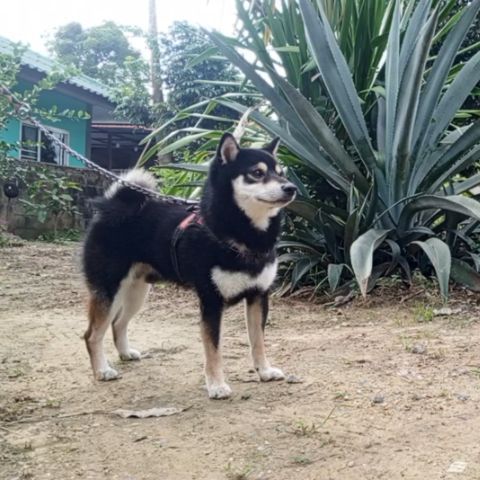 เปิดรับผสม ชิบะ หนุ่มหล่อไซส์เล็ก (มีใบ)