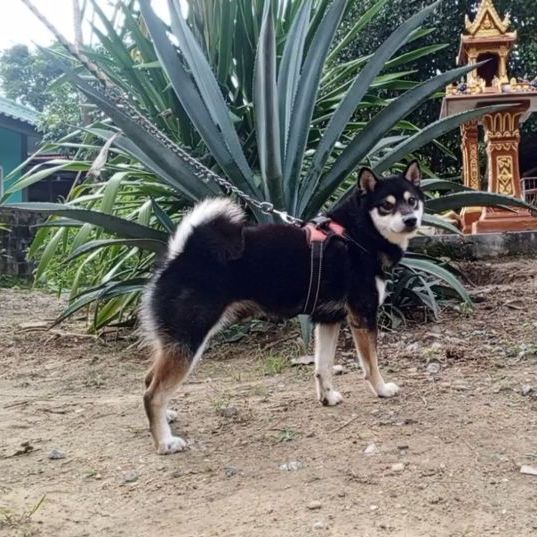 เปิดรับผสม ชิบะ หนุ่มหล่อไซส์เล็ก (มีใบ) รูปที่ 4