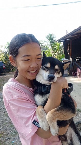 เปิดรับผสม ชิบะ หนุ่มหล่อไซส์เล็ก (มีใบ) รูปที่ 2