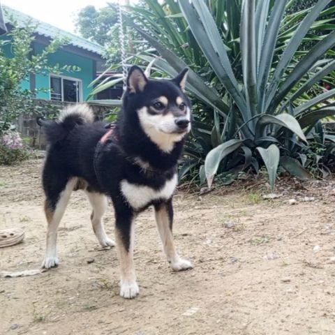 เปิดรับผสม ชิบะ หนุ่มหล่อไซส์เล็ก (มีใบ) รูปที่ 5