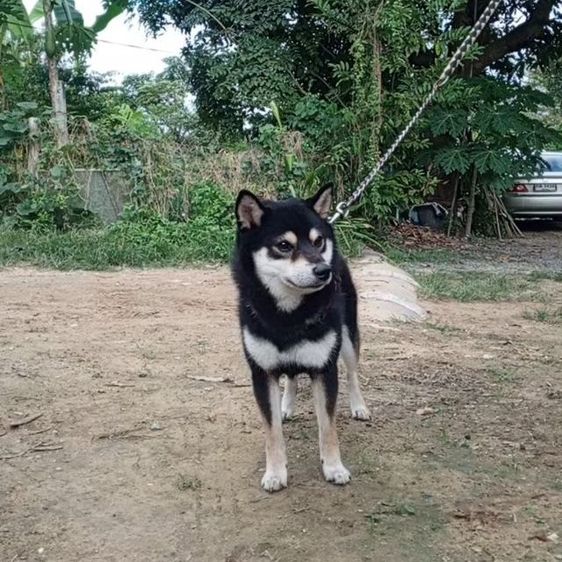 เปิดรับผสม ชิบะ หนุ่มหล่อไซส์เล็ก (มีใบ) รูปที่ 3