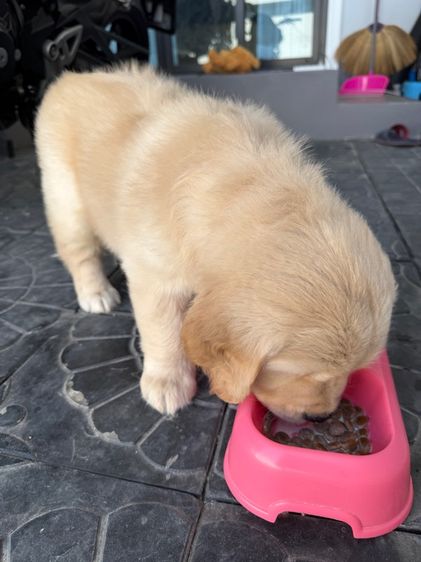 ลูกโกลเด้น รูปที่ 4