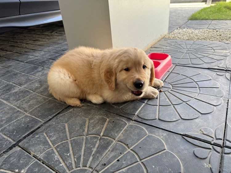 ลูกโกลเด้น