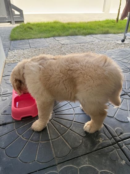 ลูกโกลเด้น รูปที่ 5