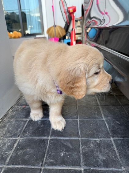 ลูกโกลเด้น รูปที่ 3