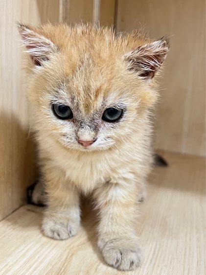 แมวบริติช แจกฟรี รูปที่ 4