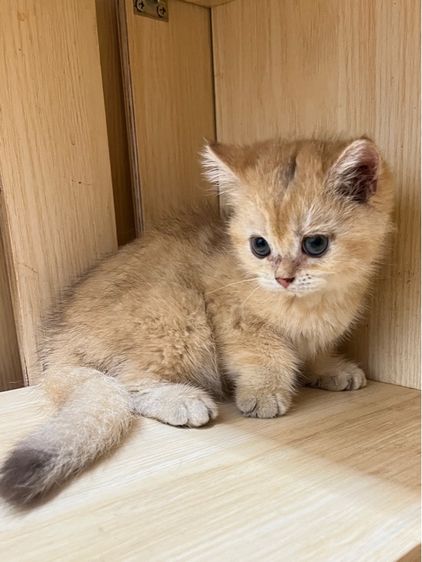 แมวบริติช แจกฟรี