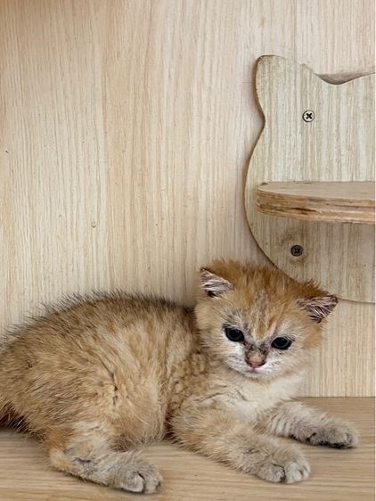 แมวบริติช แจกฟรี รูปที่ 3