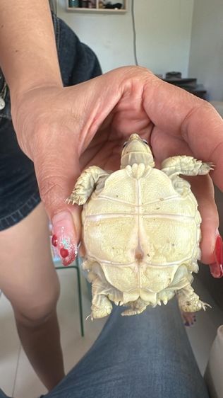 ลูกเต่าซูคาต้า รูปที่ 2