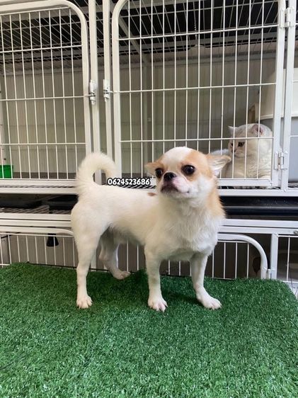 ชิวาว่า รูปที่ 4