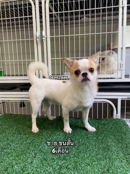 ชิวาว่า รูปที่ 3