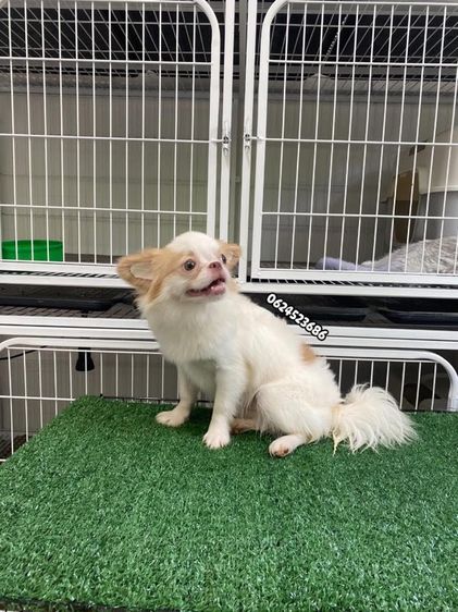 ชิวาว่า รูปที่ 2