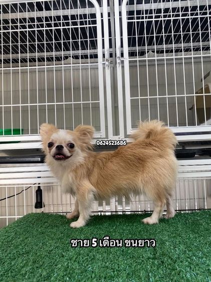 ชิวาว่า รูปที่ 4