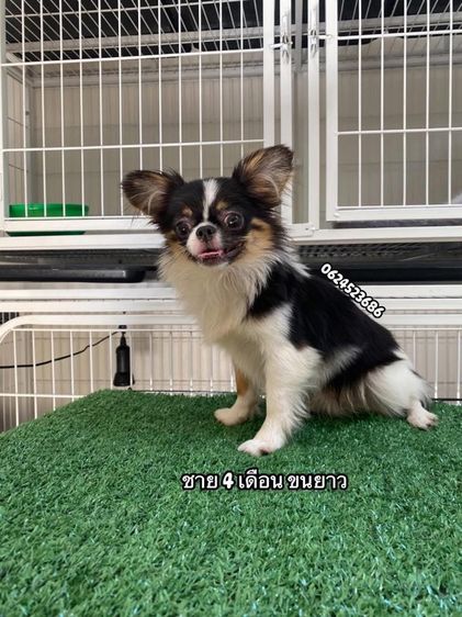 ชิวาว่า รูปที่ 5