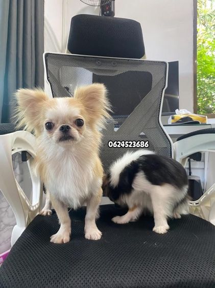 ชิวาว่า รูปที่ 3