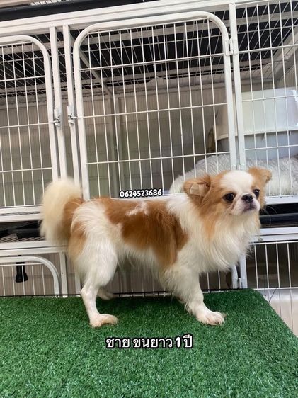 ชิวาว่า รูปที่ 2