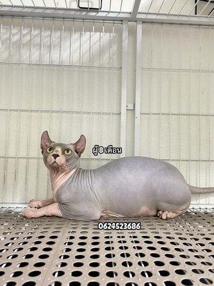 สฟิ้ง  รูปที่ 2