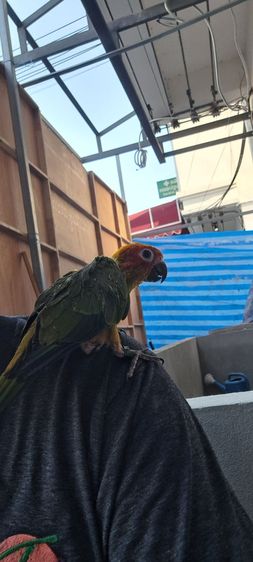 ซันคอนัวร์เพศผู้ (เช็คเพศแล้ว )เชื่องๆครับ รูปที่ 3