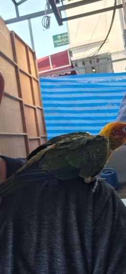 ซันคอนัวร์เพศผู้ (เช็คเพศแล้ว )เชื่องๆครับ