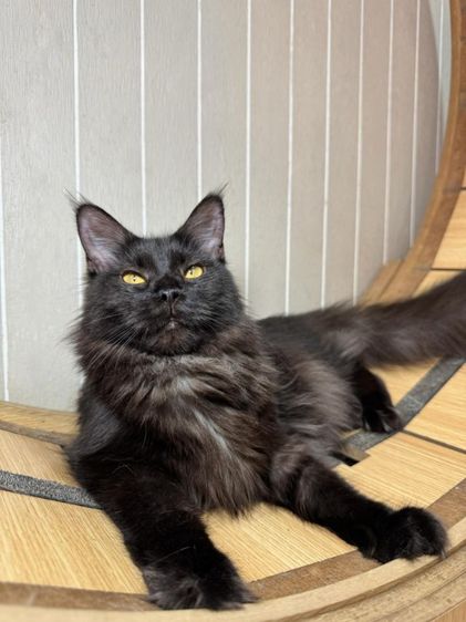 เมนคูนเมีย9เดือนลูกแกรนด์แชปม์FFF