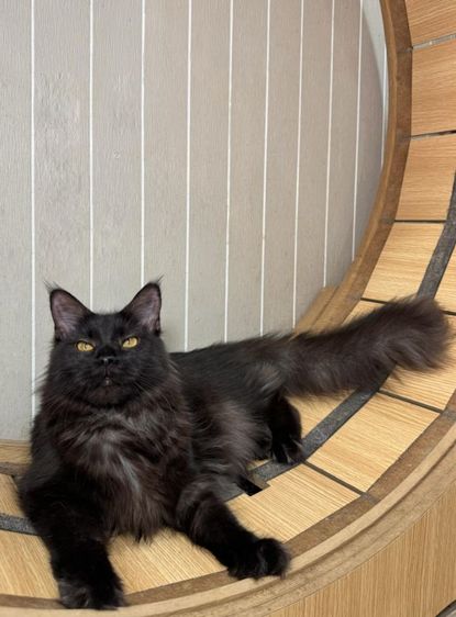 เมนคูนเมีย9เดือนลูกแกรนด์แชปม์FFF รูปที่ 2