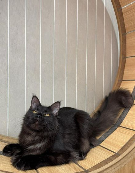 เมนคูนเมีย9เดือนลูกแกรนด์แชปม์FFF รูปที่ 4