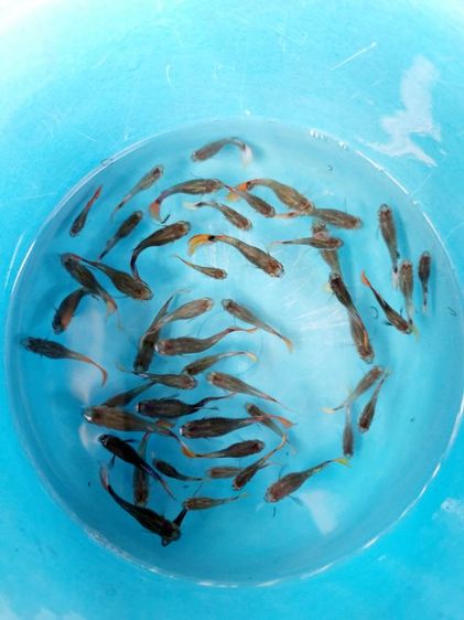 ปลาหางนกยูง หูช้าง  ผู้,เมีย ชุด30ตัว รูปที่ 4