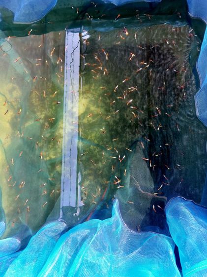 ปลาหางนกยูง หูช้าง  ผู้,เมีย ชุด30ตัว รูปที่ 6