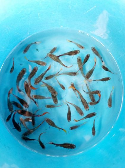 ปลาหางนกยูง หูช้าง  ผู้,เมีย ชุด30ตัว รูปที่ 3